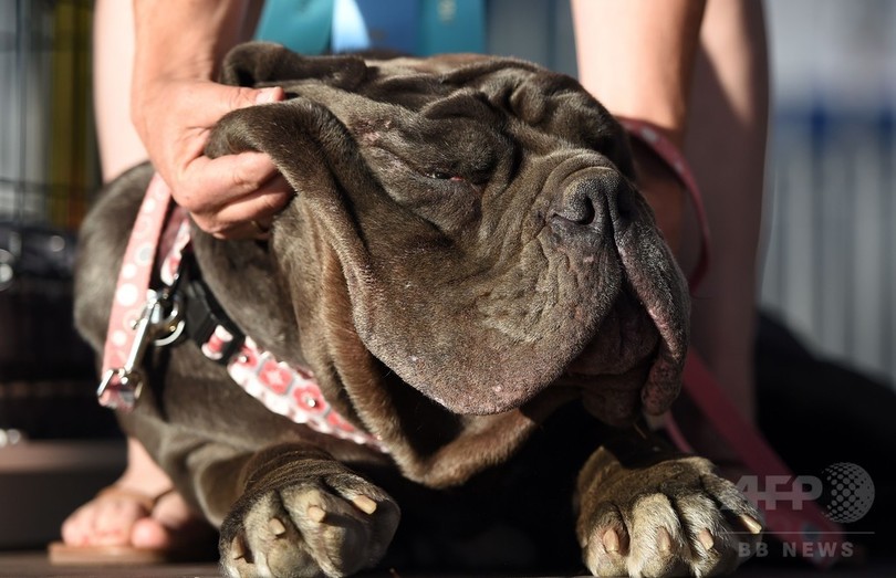 世界一醜い犬コンテスト 今年もぶさかわワンコが大集合 米 写真13枚 国際ニュース Afpbb News