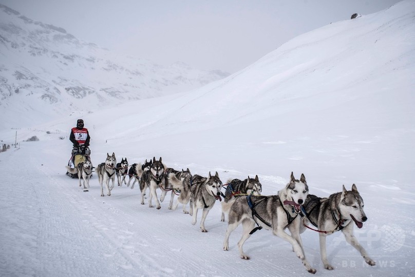 アルプスを駆け抜ける国際犬ぞりレース 写真24枚 国際ニュース Afpbb News