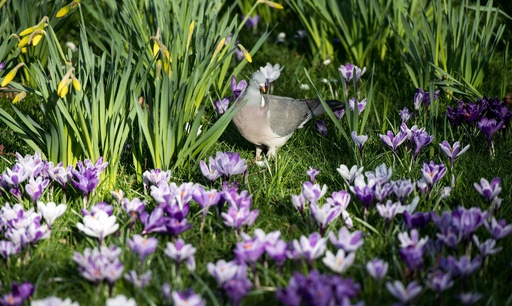 ロンドンに春の気配 広がる花畑 写真8枚 国際ニュース Afpbb News