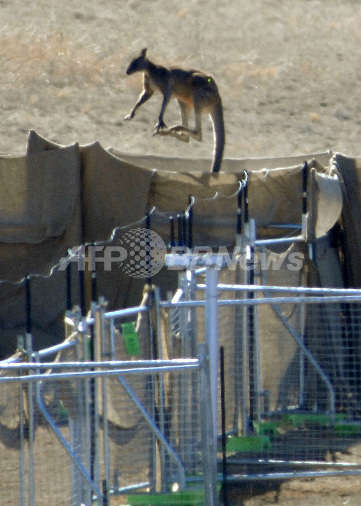 豪当局、カンガルー400頭を駆除 豪当局、カンガルー400頭を駆除