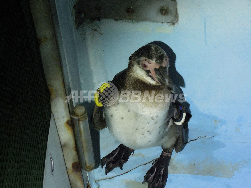 東京の脱走ペンギン、愛称は「さざなみ」に決定 東京の脱走ペンギン、愛称は「さざなみ」に決定