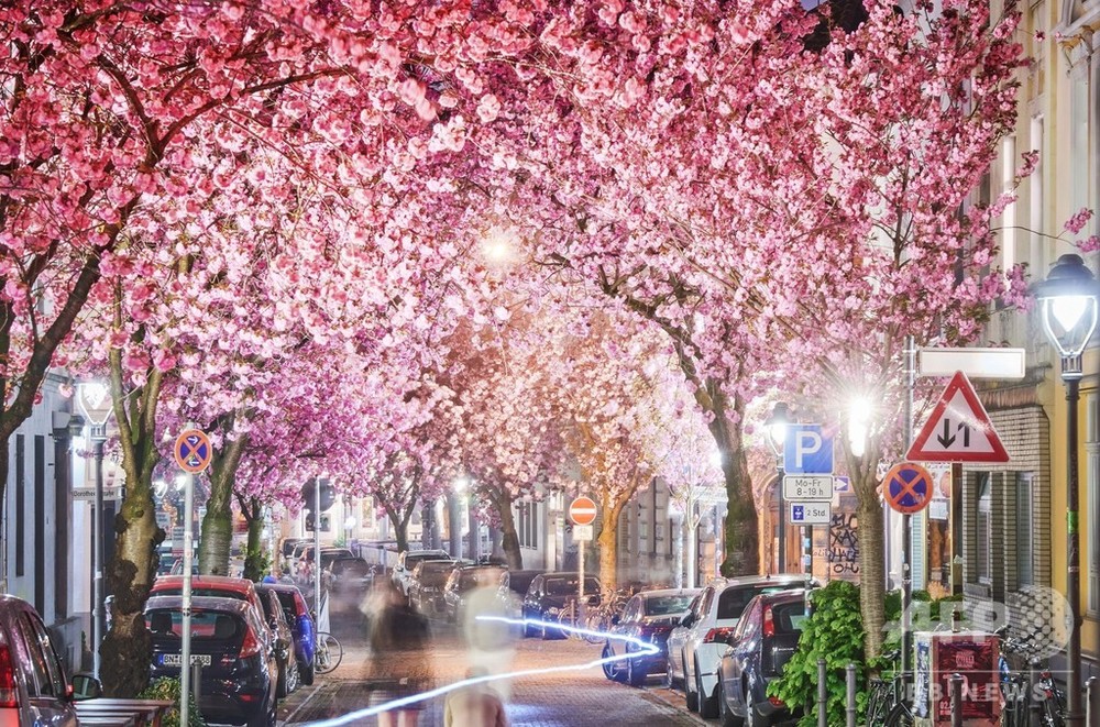 ピンクと光のトンネル、満開迎えた桜並木 ドイツ 写真3枚 国際ニュース 