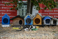 トルコ・イスタンブールの野良猫（2019年7月10日撮影）。(c)Ozan KOSE / AFP