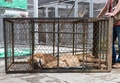 コロンビア環境保護当局によって西部カリの動物園に移送された、衰弱した20歳の雄ライオン「ジュピター」。カリ市長室提供（2020年2月27日撮影）。(c)AFP PHOTO / CALI MAYOR&apos;S OFFICE / GUILLERMO GUTIERREZ