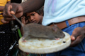 インド・ビハール州の村でネズミを手にする「ムサハール」の男性（2017年8月18日撮影）。(c)AFP PHOTO / SAJJAD HUSSAIN