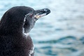 ガラパゴスペンギン。ガラパゴス諸島イサベラ島で。チャールズ・ダーウィン財団提供（2018年10月26日撮影）。(c)AFP PHOTO /CHARLES DARWIN FOUNDATION