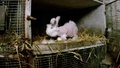 毛をむしられたアンゴラウサギ。仏動物愛護団体「ワンボイス」公開（撮影日・撮影場所不明、2016年9月15日公開）。(c)AFP/ONE VOICE