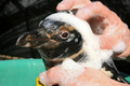 2007年7月28日、マルドナルド（Maldonado）の海岸で、油を落とすためにNGO団体SOS Fauna Marinaのメンバーに洗われるマゼランペンギン。(c)AFP/Miguel ROJO
