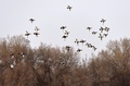 ブグル県のタリム川湿地を飛ぶ水鳥（2020年4月4日撮影）。(c)CNS/確·胡熱