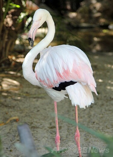 世界最高齢のフラミンゴ死す、83歳 豪動物園 写真3枚 国際ニュース
