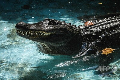 83歳」世界最高齢ワニ、数々の戦火生き抜きセルビア動物園で現役 写真5