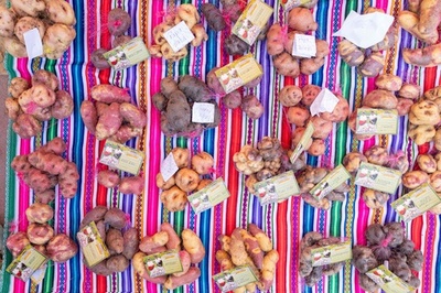 初の「国際ポテトデー」 重要な食用作物を記念