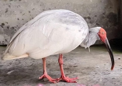 北京動物園のトキは世界最長寿38歳 人間の100歳以上に相当