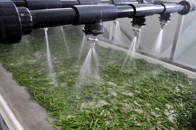 茶葉の無人工場が試験生産を開始 湖北・宜昌