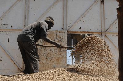 ピーナツが「黄金の山」に、対中輸出で高騰 セネガル