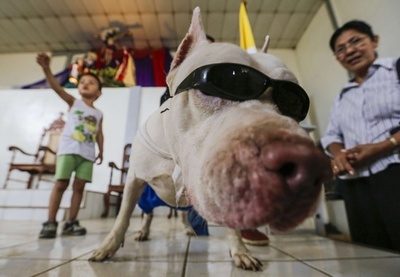 愛犬を着飾り健康祈願、中米ニカラグアで聖ラザロの祭り
