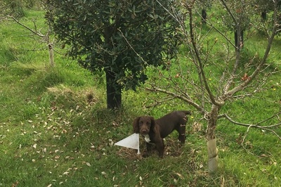 高級黒トリュフ、英国での栽培に初成功 気候変動影響か