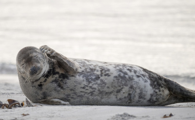 頭がかゆい？ハイイロアザラシ ドイツ・ヘルゴラント島