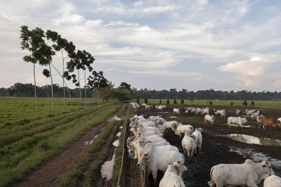 欧州小売り各社、ブラジル産牛肉製品撤去へ 熱帯雨林破壊で