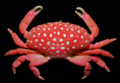 「イチゴカニ」？台湾で新種発見