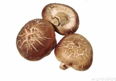 キノコから発泡スチロール、皮革、代替たんぱく質…韓国の研究者、試作に成功「キノコが地球を救う」