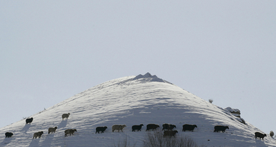 キルギス、雪景色の中の羊の放牧風景