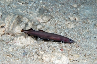 地球には870万種の生物、発見されたのはごくわずか 国際研究