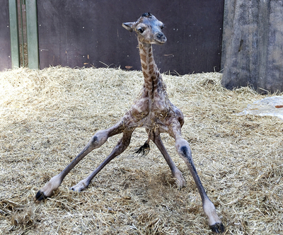 立ち上がろうとする生まれたてのキリンの赤ちゃん、デンマーク