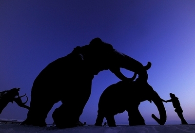 史上最小のマンモス、350万年前のクレタ島に生息 英研究