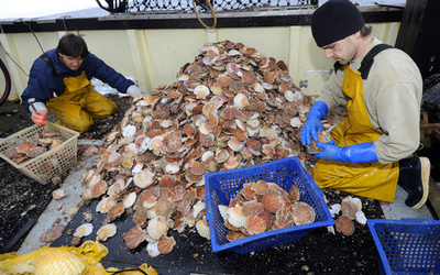 英仏「ホタテ戦争」、妥協案で合意 英側が10月末まで漁場から撤退