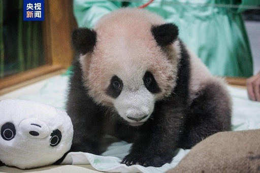 インドネシア生まれの赤ちゃんパンダ「リオ」 健康・発育状態はともに良好