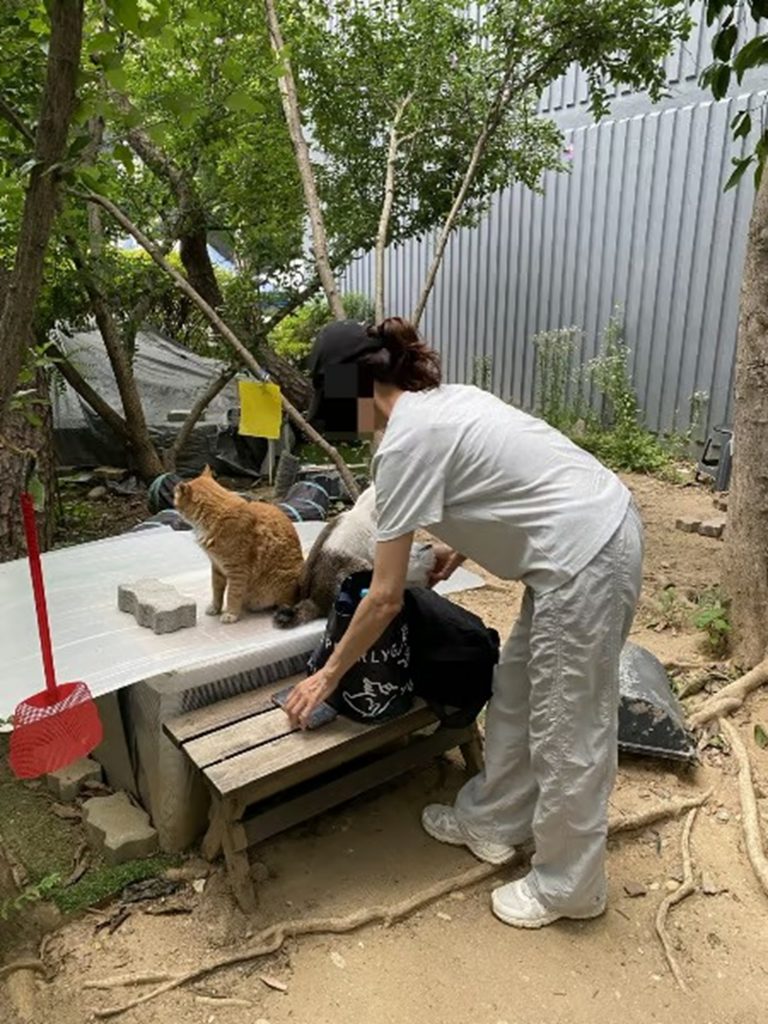 近所の猫の世話をする猫ママ(c)MONEYTODAY
