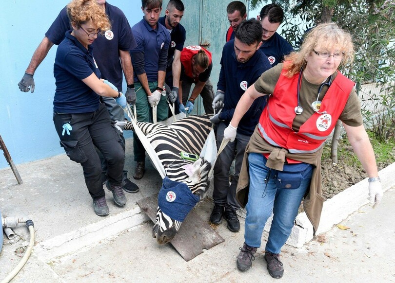 動物園からライオンなど救出、「地獄のような」飼育環境 アルバニア