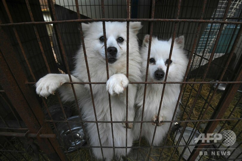 犬200匹の救出作戦開始、閉鎖された食用犬の飼育場で 韓国