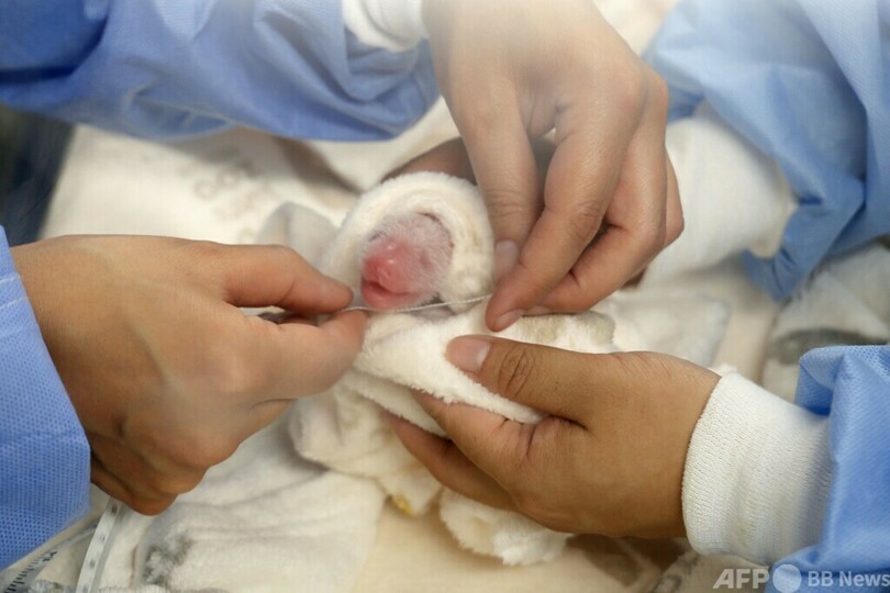 ベルリン動物園のパンダ、双子を出産 5年ぶり2度目