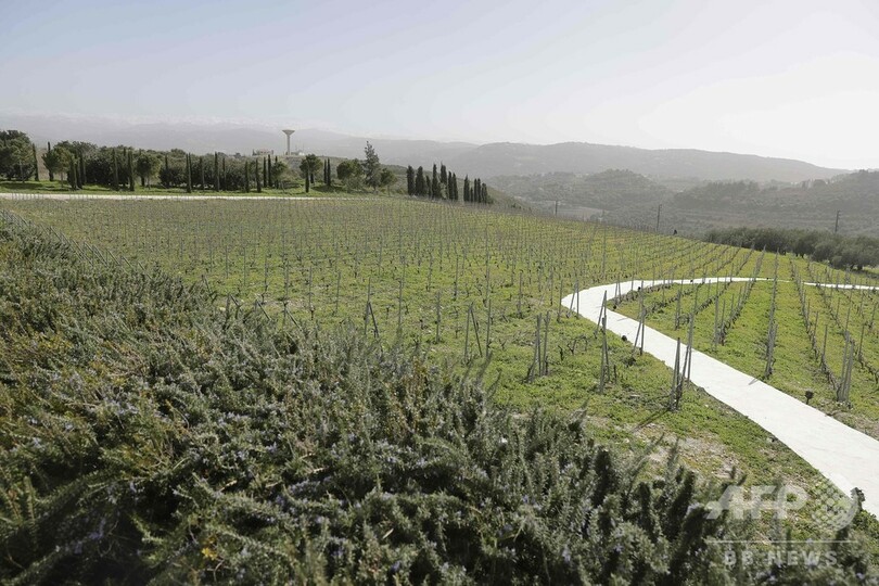 ゴーン被告のワイナリー、レバノンで順調操業 一家のルーツ