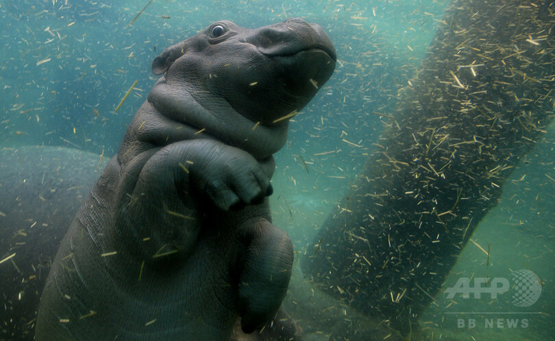 生後1か月の赤ちゃんカバ、目をまん丸にして水泳も チェコ