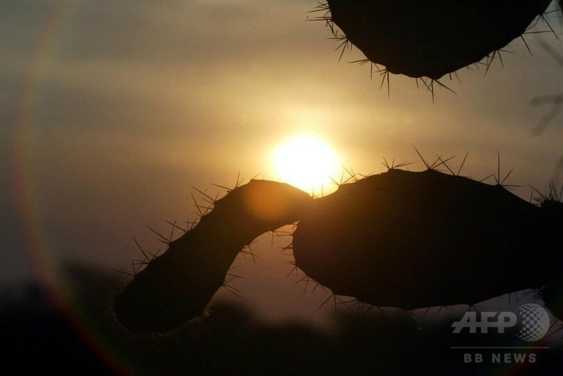 世界のサボテン、約3割に絶滅の危機 研究