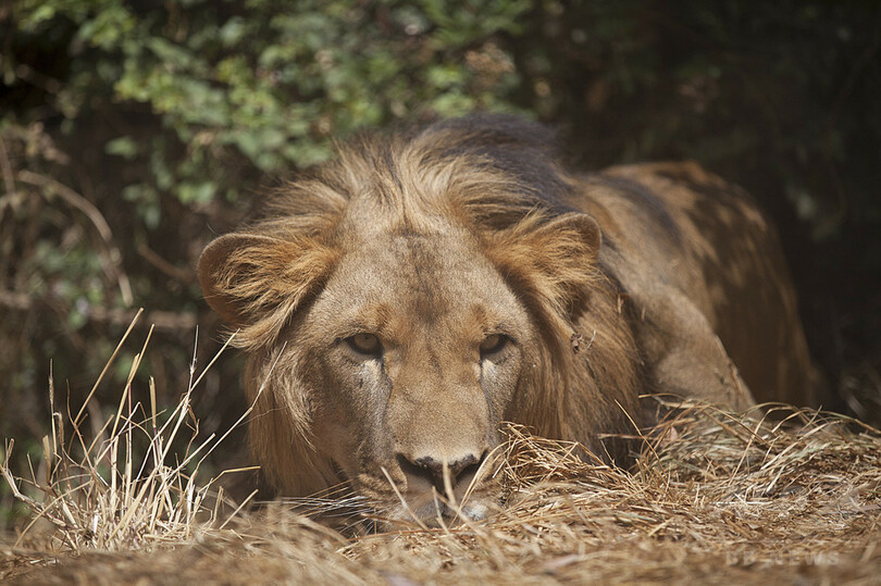 エチオピアで新たなライオン個体群確認、保護活動に朗報
