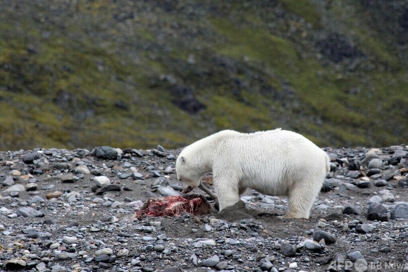 トナカイ狩るホッキョクグマの珍しい映像、温暖化で食性変化か