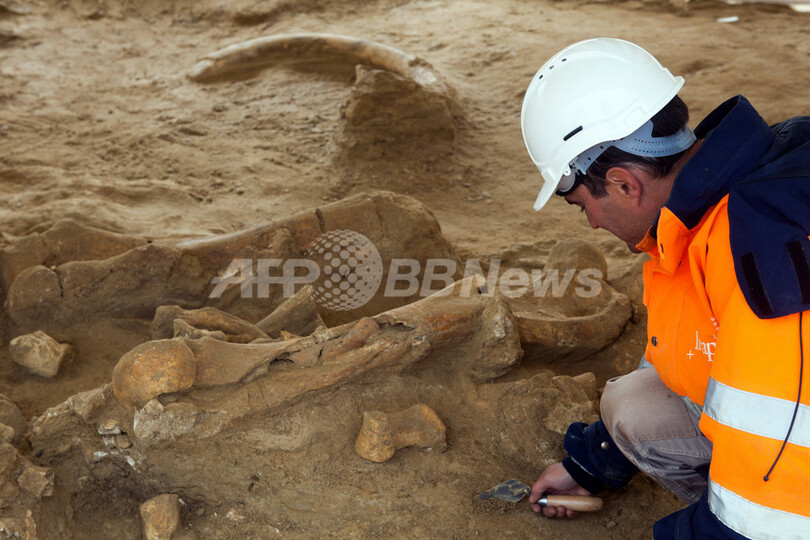 ほぼ完全なマンモスの骨格、仏パリ近郊で発掘