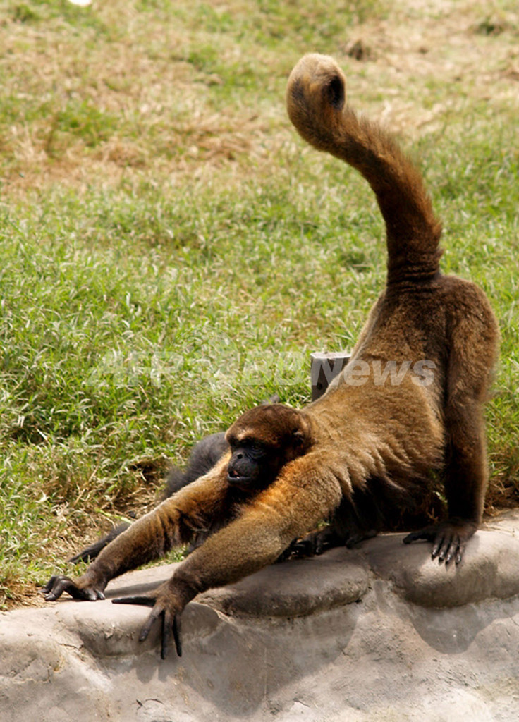 世界の絶滅危惧霊長類トップ25に入る｢モノチョロ｣