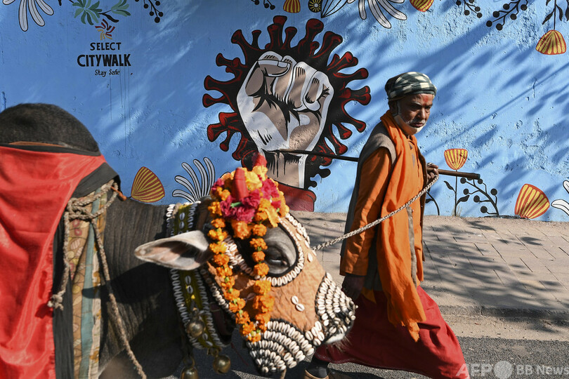 うし年にぴったり？ インドで「牛の科学」検定実施へ、外国人の受験も歓迎