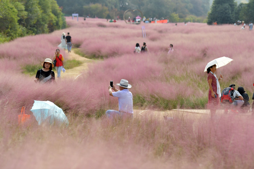 ピンクの世界 で連休を楽しむ 中国 江西省 写真8枚 国際ニュース Afpbb News