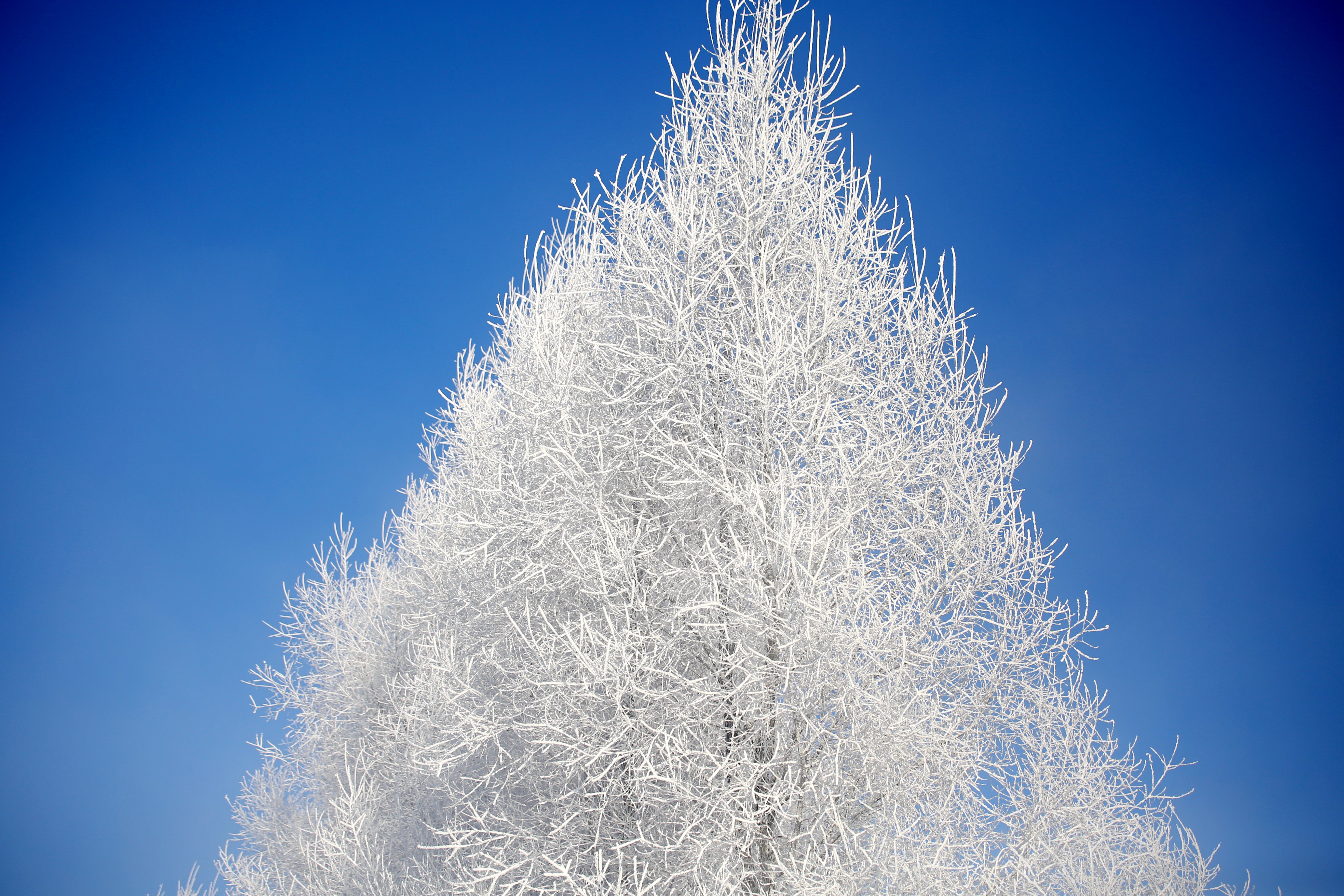 氷点下40度近くの冷え込みがもたらす霧氷 中国・黒竜江省
