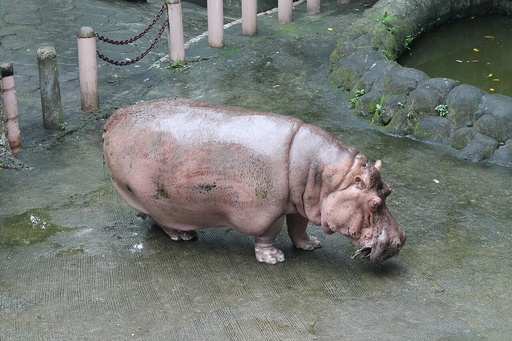 ヘレンド【大人の動物園】カバ ヘレンド【大人の動物園】カバ