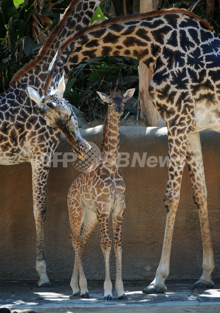 マサイキリンの赤ちゃん 米ロサンゼルス動物園 写真16枚 国際ニュース Afpbb News