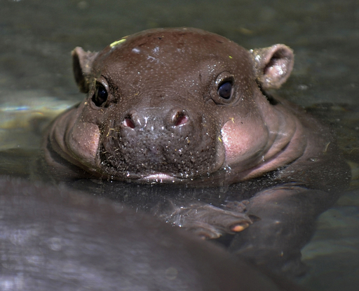 コビトカバの赤ちゃん 上野動物園 写真4枚 国際ニュース Afpbb News