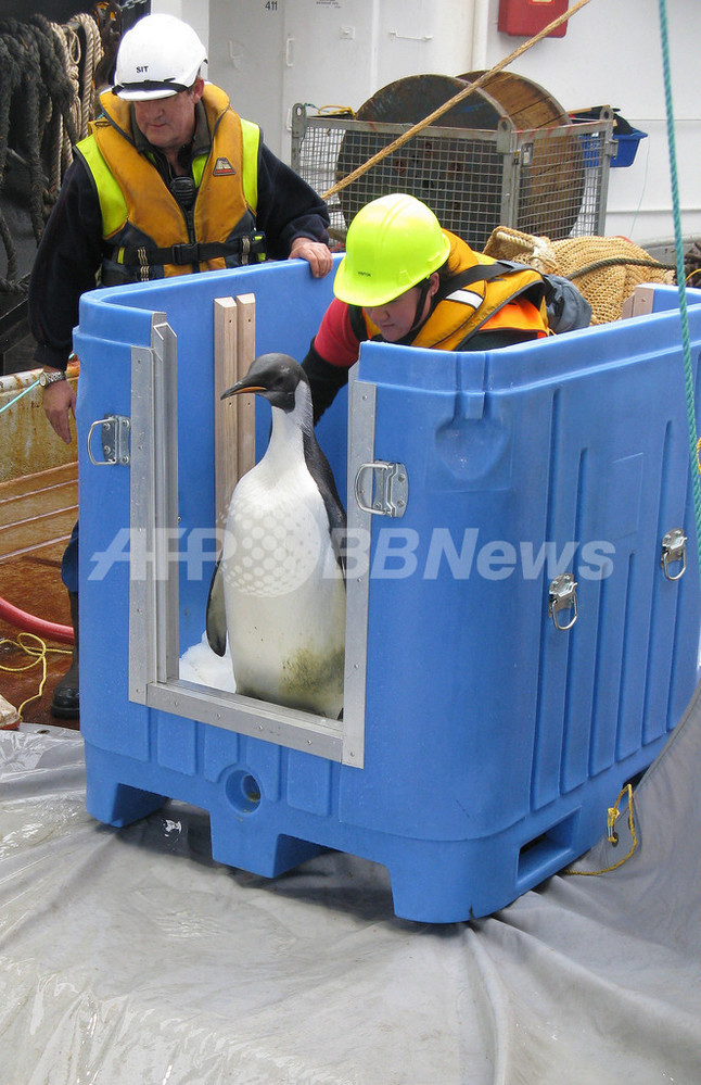 迷子のコウテイペンギン、海に帰る NZ 写真5枚 国際ニュース:AFPBB News