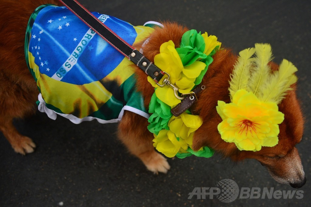 カーニバルの聖地リオでペットたちのパレード